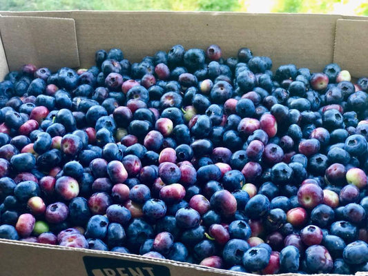 5-lb Flat of Blueberries